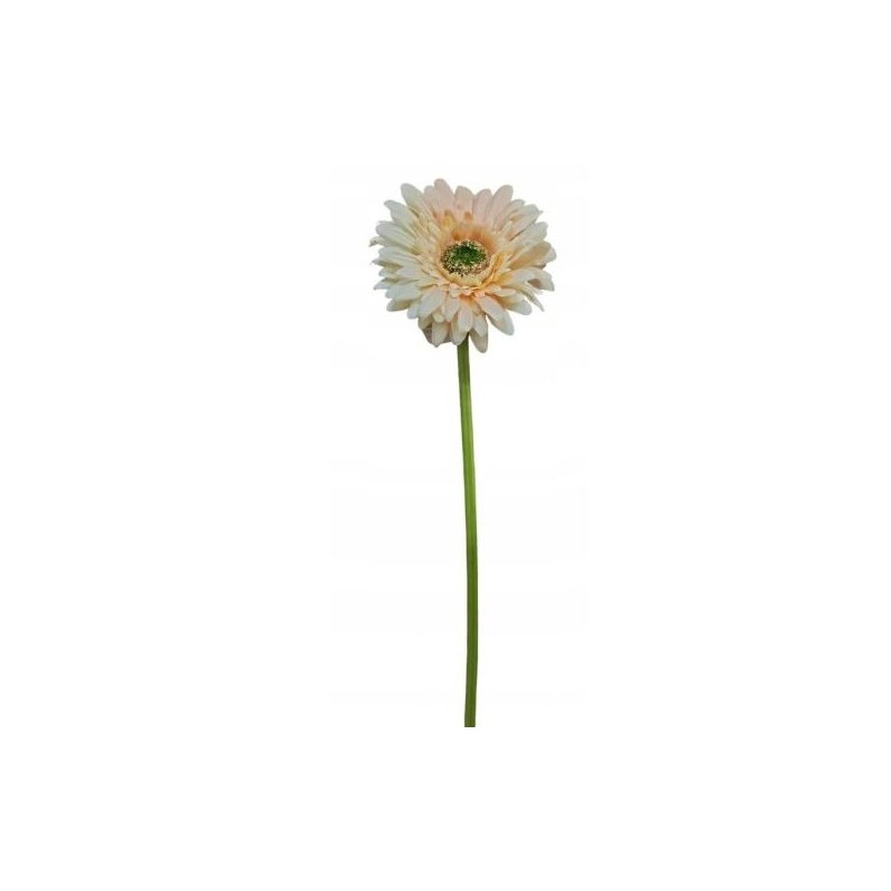 Gerbera 10cm, 60cm