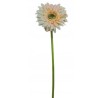 Gerbera 10cm, 60cm