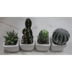 Kaktus 5-10cm